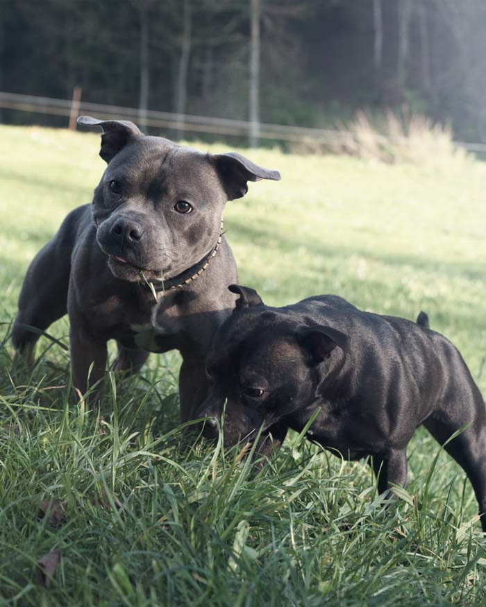 Staffordshire bull terrier blue staffy